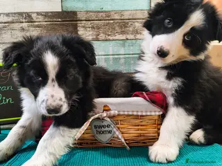 Border Collie perros Border collie blanco/negro disponibles - Anuncio 6