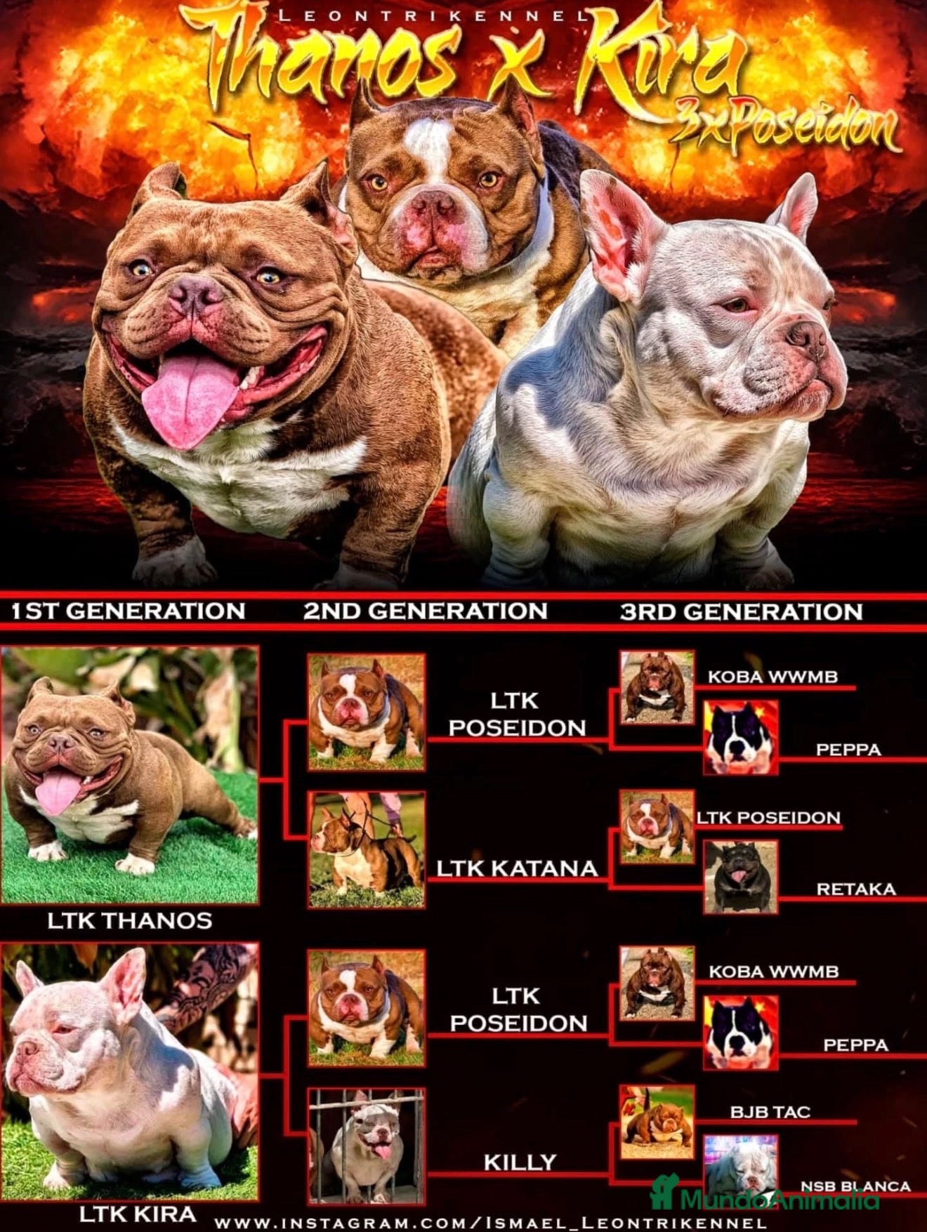 American Bully perros MICRO BULLYS EXÓTICAS 2 HEMBRAS DISPONIBLES  - Anuncio 1