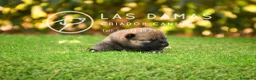 Shiba Inu perros en venta: SHIBA INU DISPONIBLES - Anuncio 4