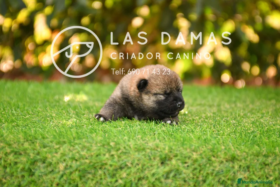 Shiba Inu perros en venta: SHIBA INU DISPONIBLES - Anuncio 4