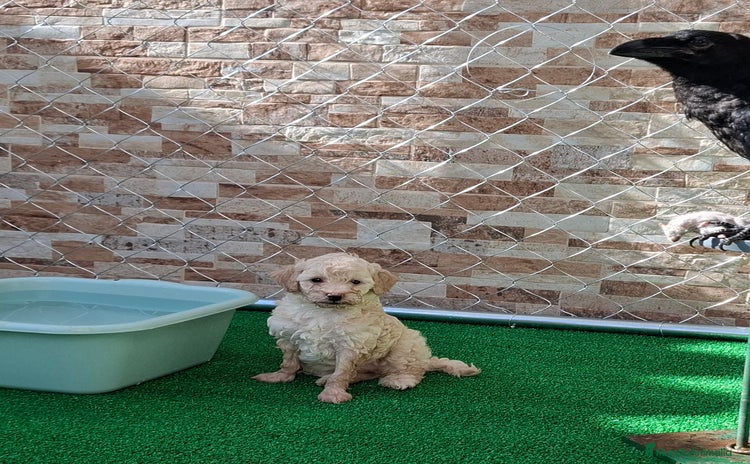 Caniche Enano perros - Propaganda 5