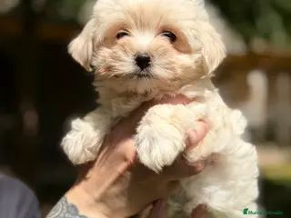 Bichón Maltés perros Bichón maltés americana Toy - Anuncio 1