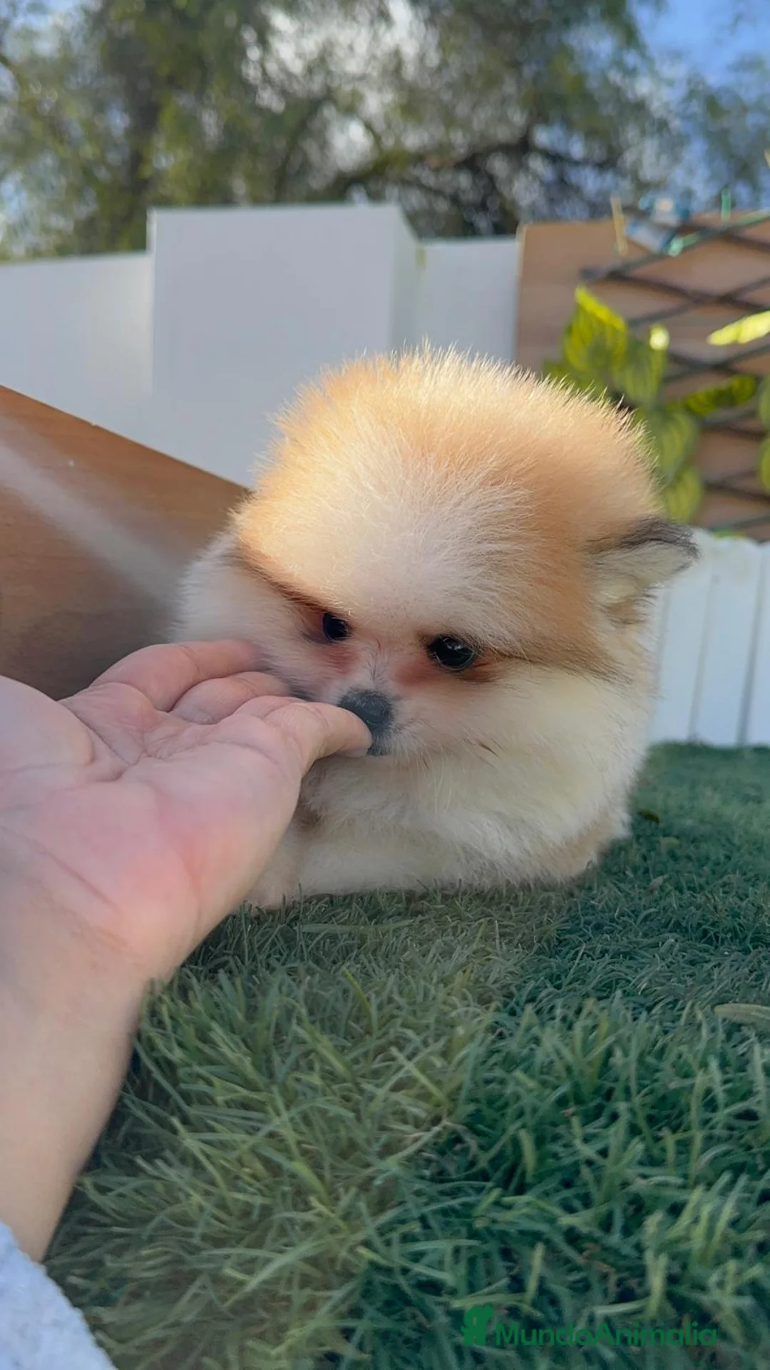 Pomerania perros en venta: POMERANIA HEMBRA - Anuncio 3