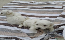 Bichón Maltés perros en venta: Macho bicho maltes  - Imagen 5