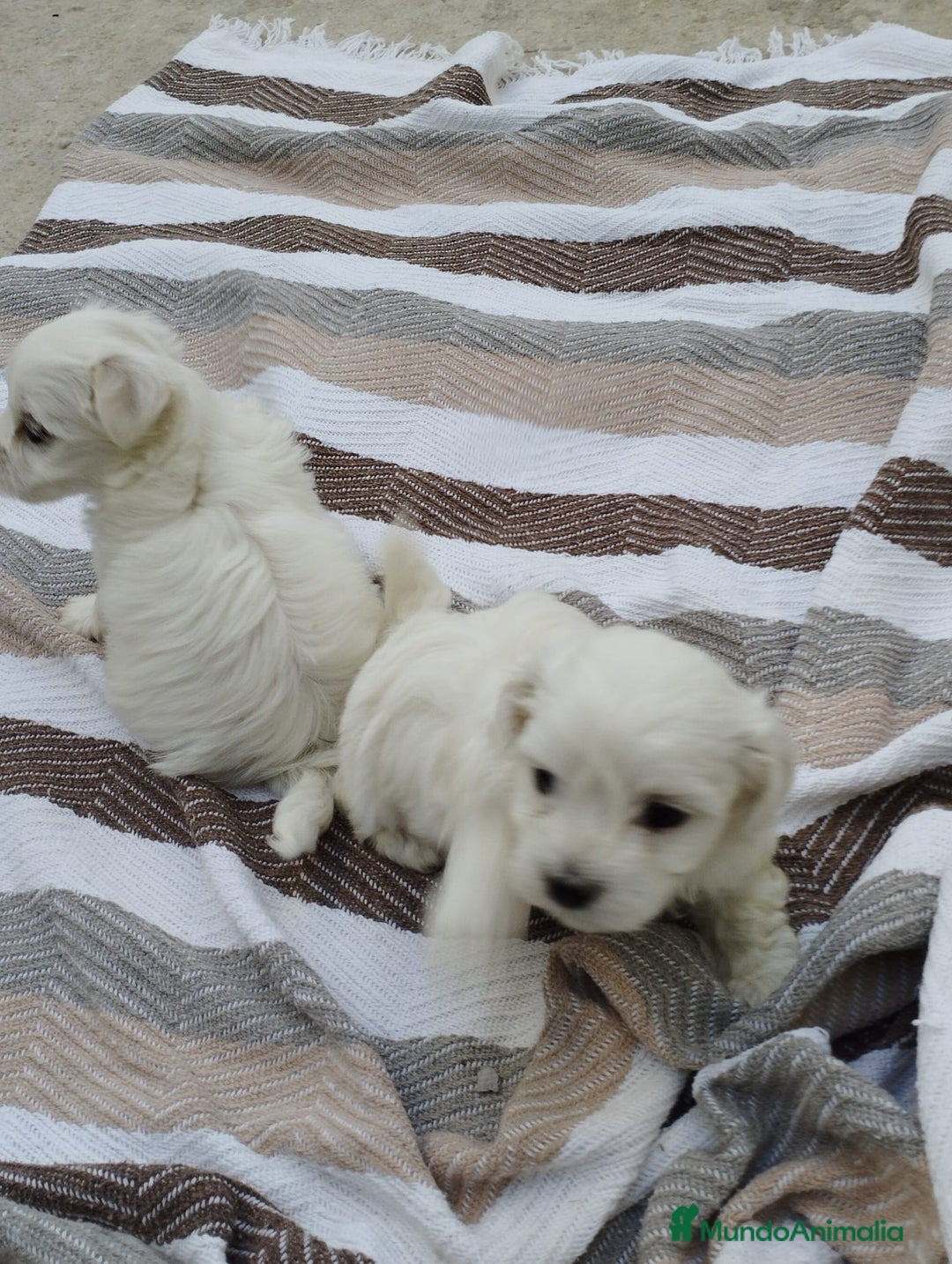 Bichón Maltés perros en venta: Macho bicho maltes  - Imagen 5