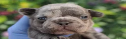 Bulldog Francés perros en venta: Bulldog francés exóticos - Anuncio 4