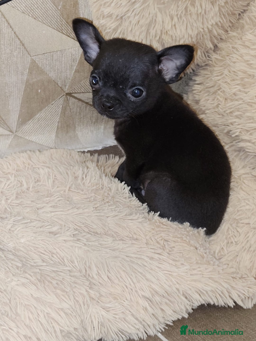 Chihuahua perros en venta: Chihuahua 🖤 - Anuncio 4