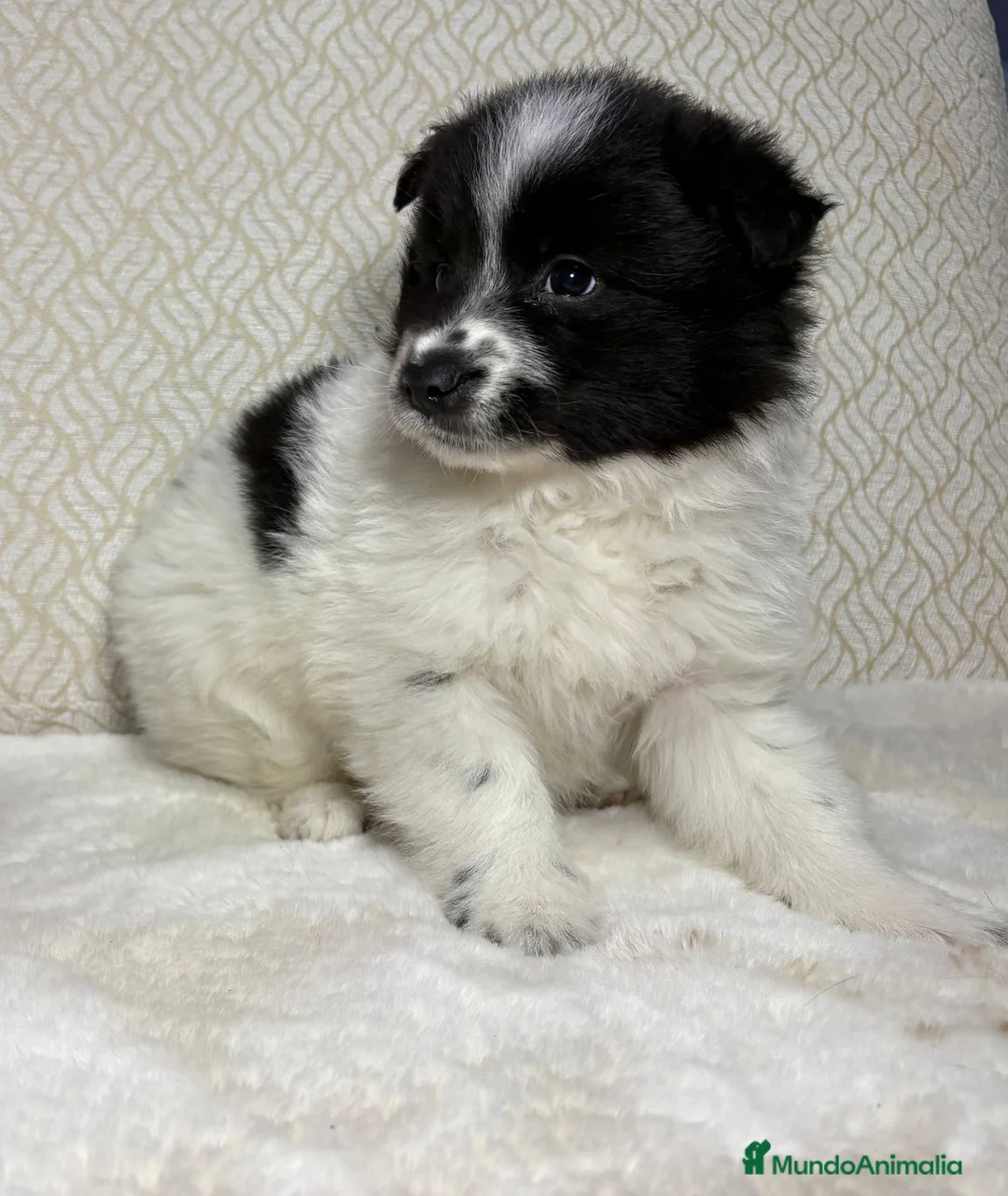 Border Collie perros en venta: Border collie macho precioso  - Anuncio 10