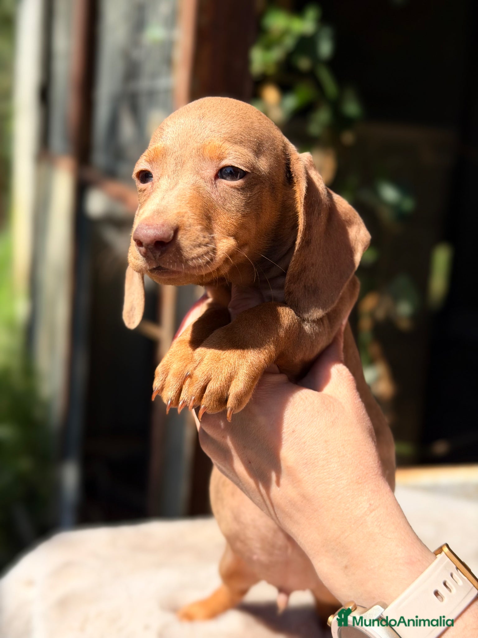 Teckel Miniatura perros Teckel Arlequin rojo  - Anuncio 5