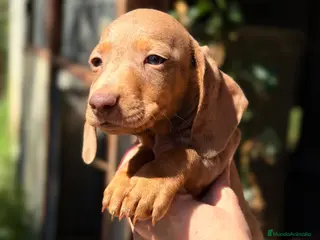 Teckel Miniatura perros Teckel Arlequin rojo - Anuncio 5