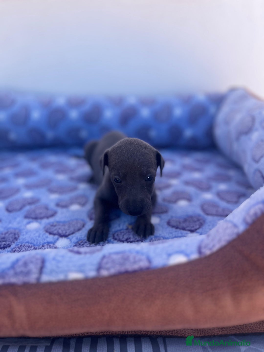 Whippet perros en venta: Whippet blue  - Imagen 9
