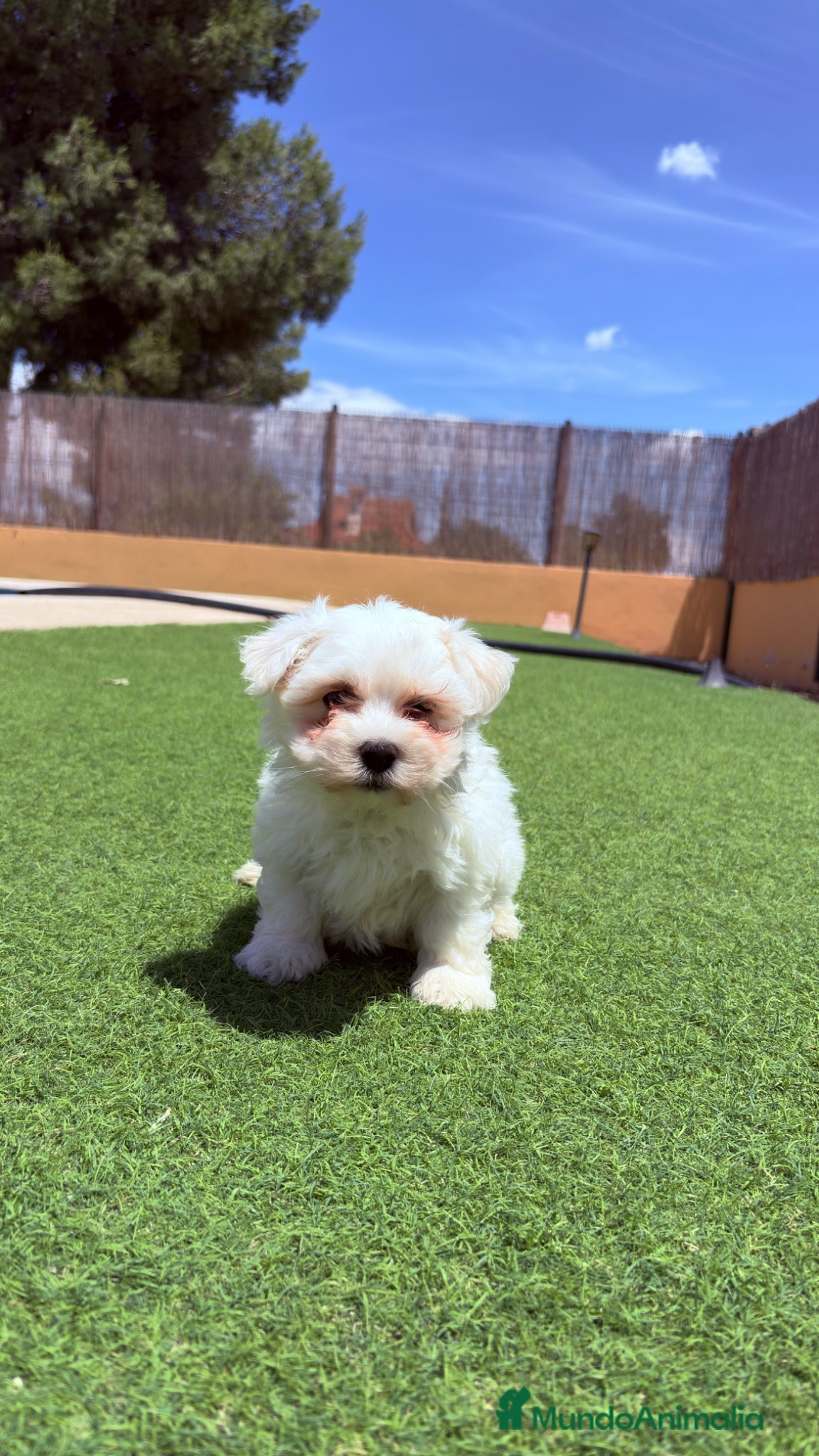 Bichón Maltés perros Bichon Maltes - Anuncio 19