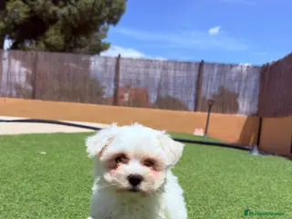 Bichón Maltés perros Bichon Maltes - Anuncio 1