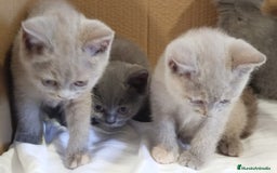Británico de Pelo Corto Azul gatos en venta: British Shorthair  - Imagen 11