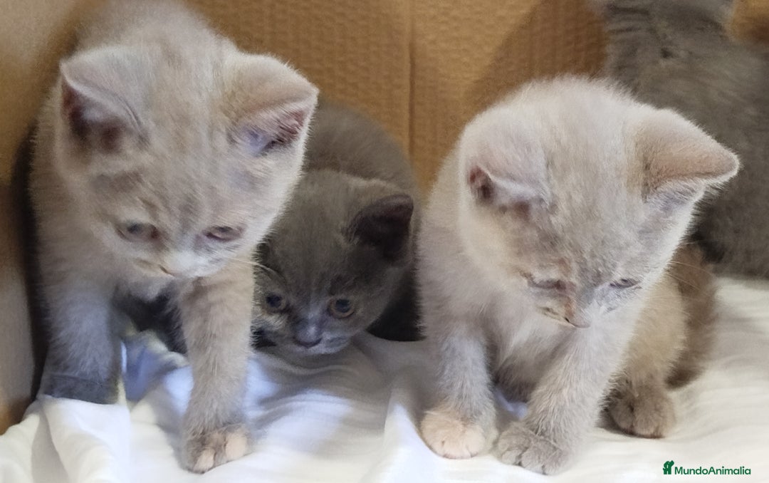 Británico de Pelo Corto Azul gatos en venta: British Shorthair  - Imagen 11