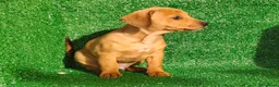 Teckel Miniatura perros en venta: Teckel miniatura  - Anuncio 20