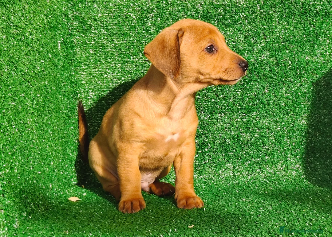 Teckel Miniatura perros en venta: Teckel miniatura  - Anuncio 20