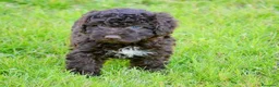 Perro de Agua Español perros en venta: CAMA DE PERRO DE AGUA ESPAÑOL  - Anuncio 25