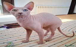 Sphynx gatos para monta: Gato sphynx tacto goma para montas - Imagen 1