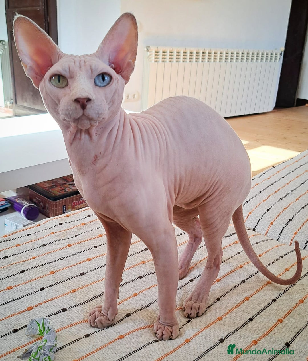 Sphynx gatos para monta: Gato sphynx tacto goma para montas - Imagen 1