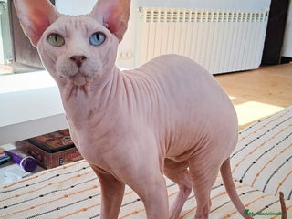 Sphynx gatos - Anuncio 1