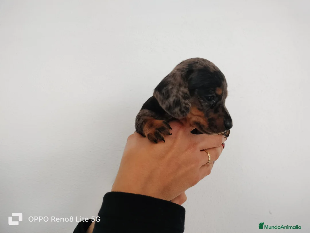 Teckel Miniatura perros en venta: Hembra arlequin plata miniatura  - Anuncio 3