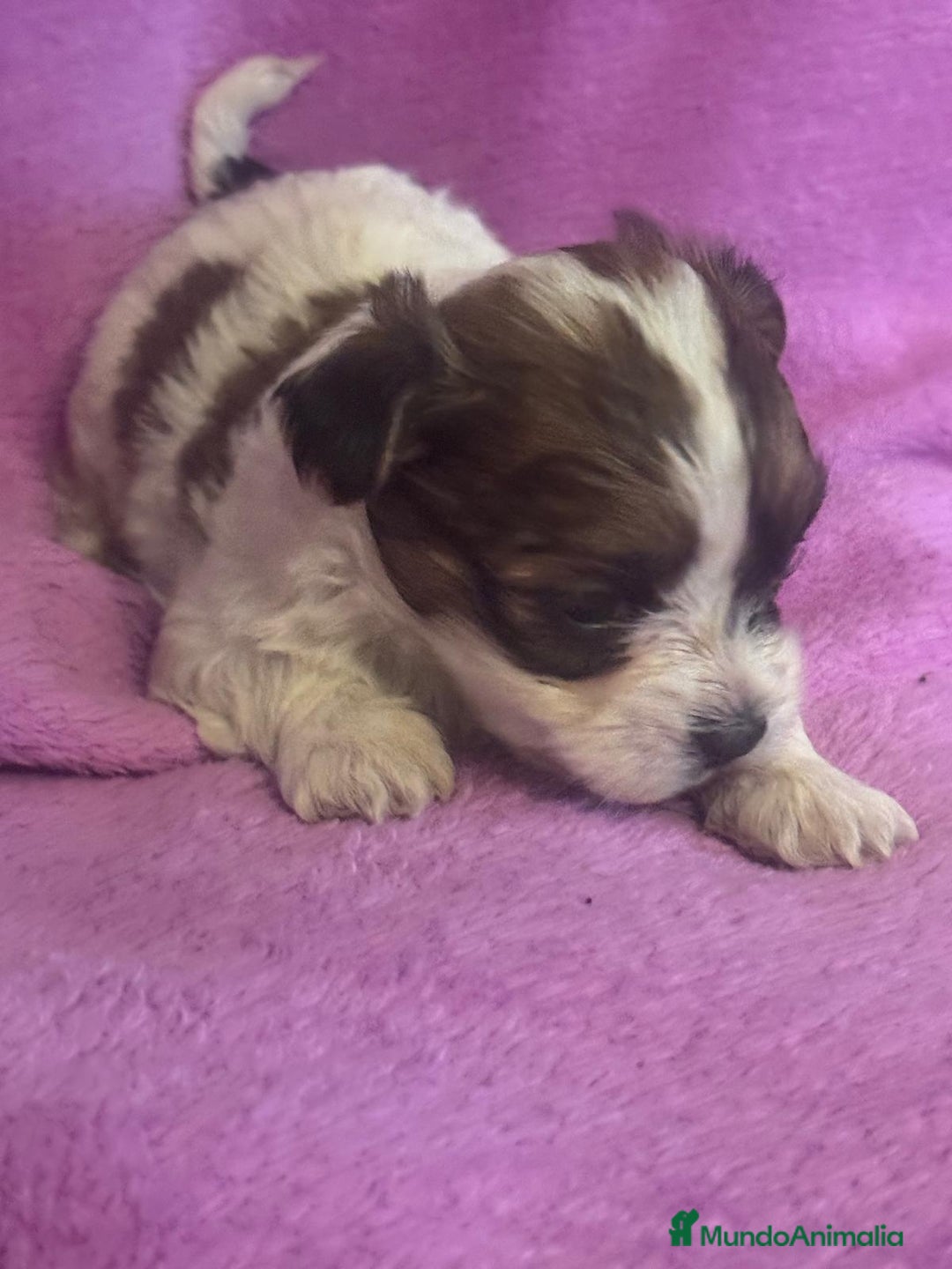 Morkie perros en venta: Morkies toys - Anuncio 5