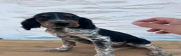 Setter Inglés perros en venta: Setter Ingles  - Anuncio 3