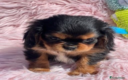 Cavalier King Charles Spaniel perros en venta: Cavalier bicolor  - Imagen 2