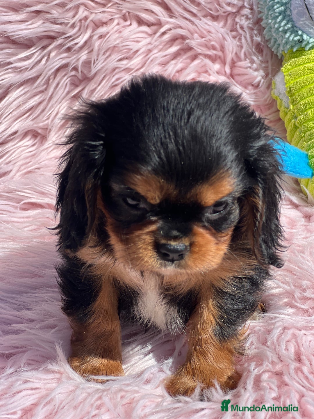 Cavalier King Charles Spaniel perros en venta: Cavalier bicolor  - Imagen 2