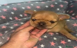 Bulldog Francés perros en venta: Bulldog francés - Imagen 7