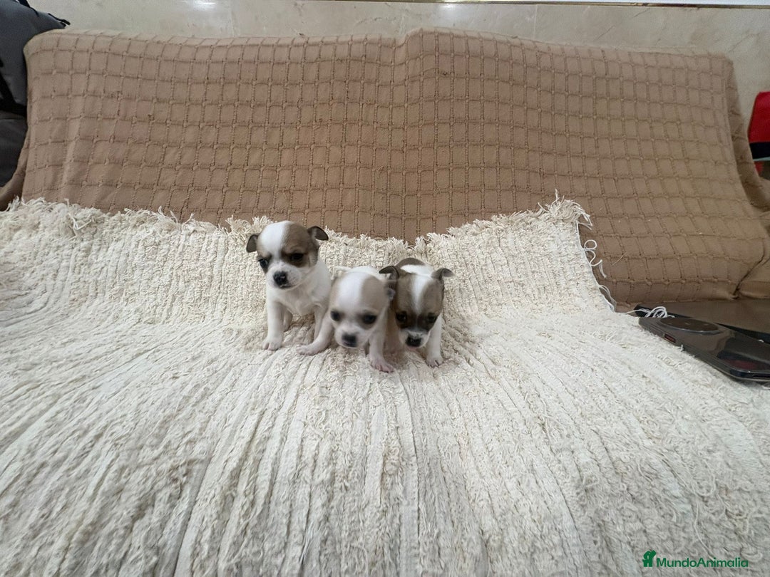 Chihuahua perros en venta: Chihuahua toy - Anuncio 3