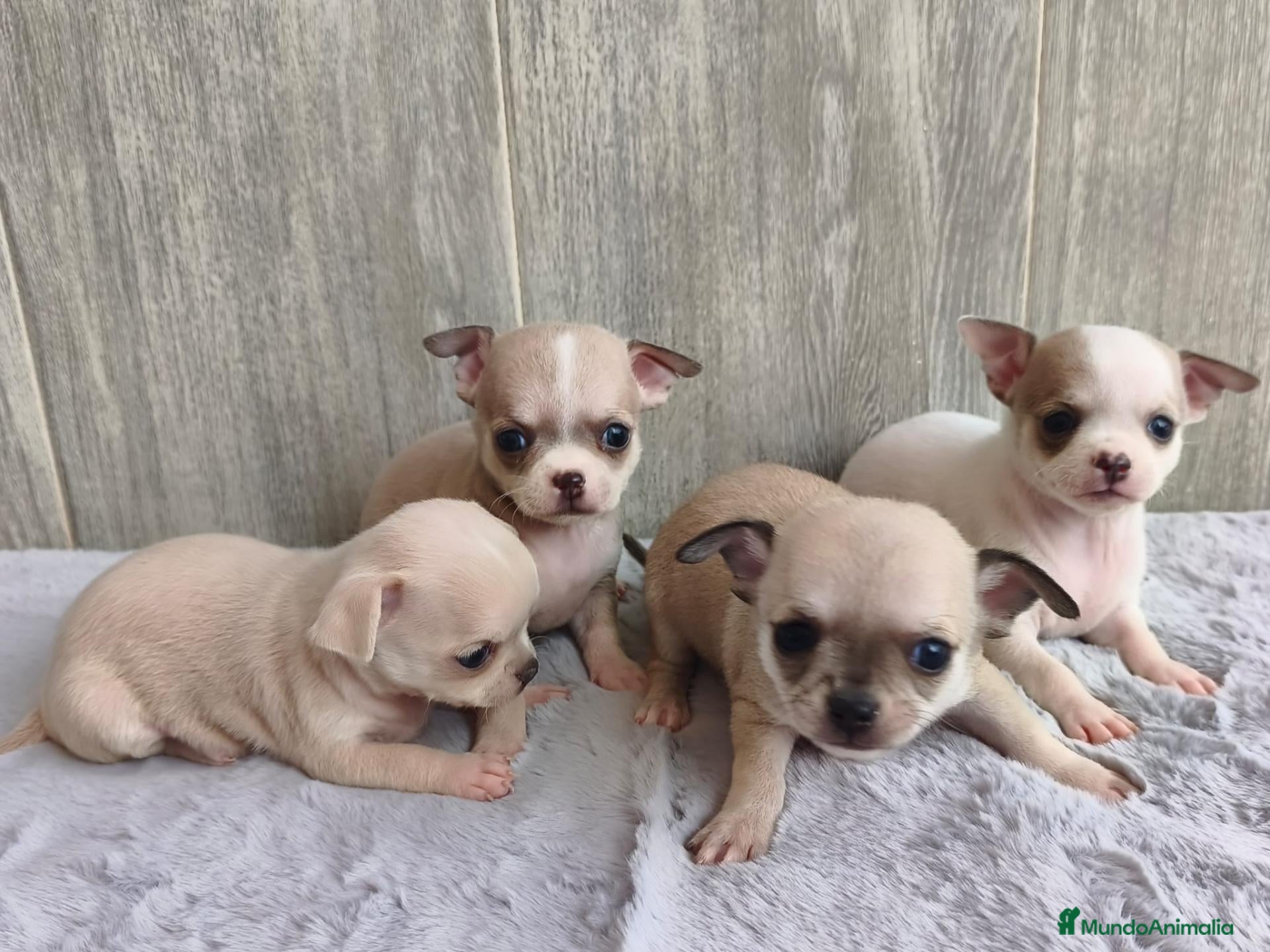 Chihuahua perros en venta: CHIHUAHUA - Anuncio 3