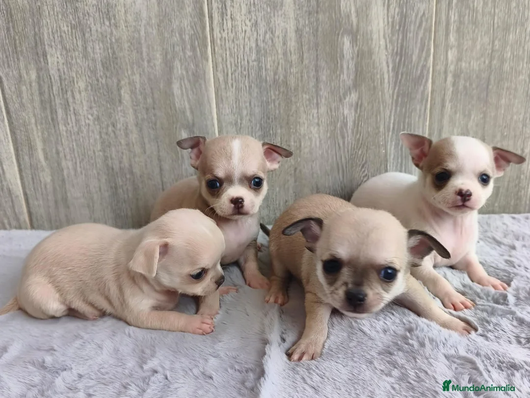 Chihuahua perros en venta: CHIHUAHUA - Anuncio 1
