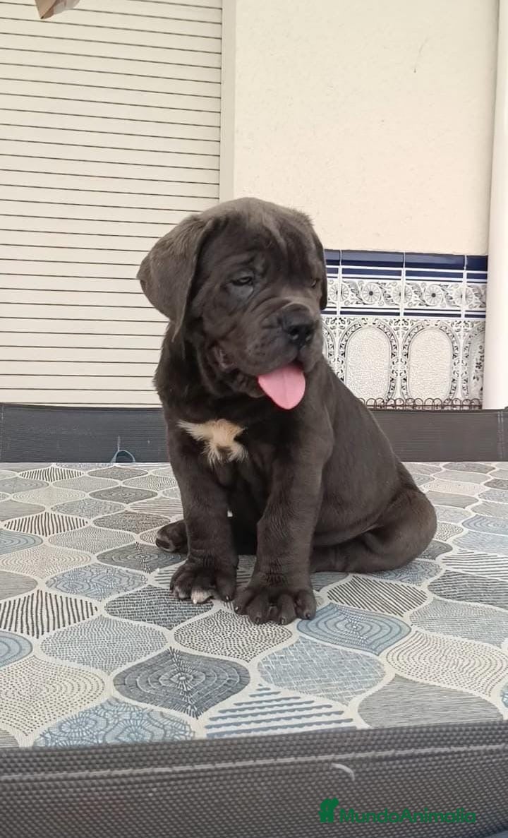 Cane Corso perros IMPRESIONANTES CANE CORSO - Anuncio 1
