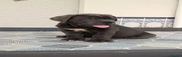 Cane Corso perros en venta: IMPRESIONANTES CANE CORSO - Anuncio 1