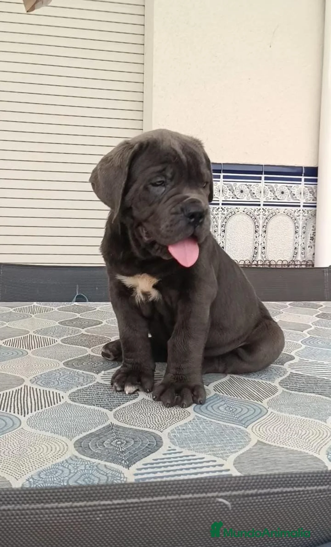 Cane Corso perros en venta: IMPRESIONANTES CANE CORSO - Anuncio 1