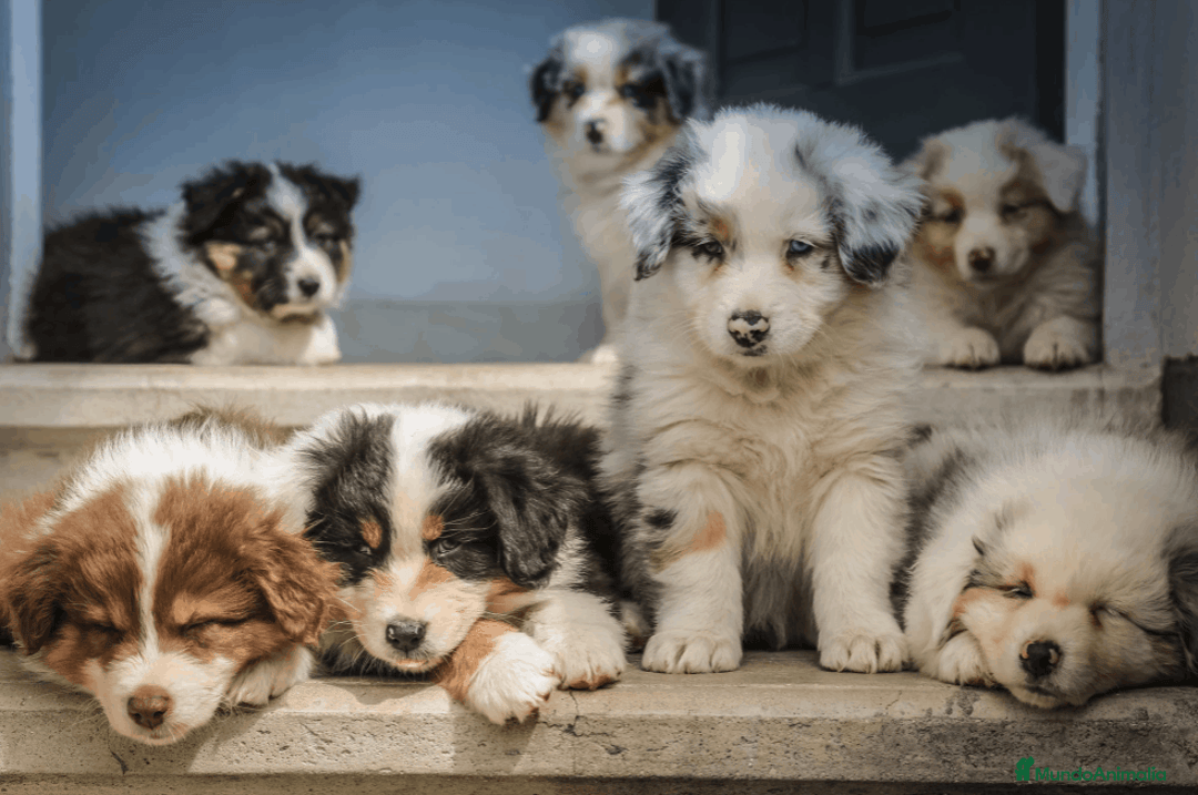 Border Collie perros en venta: BORDER COLLIE CACHORROS DESDE 350 € !!! - Anuncio 5
