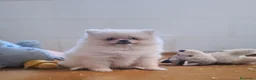 Pomerania perros en venta: POMERANIA - Anuncio 4