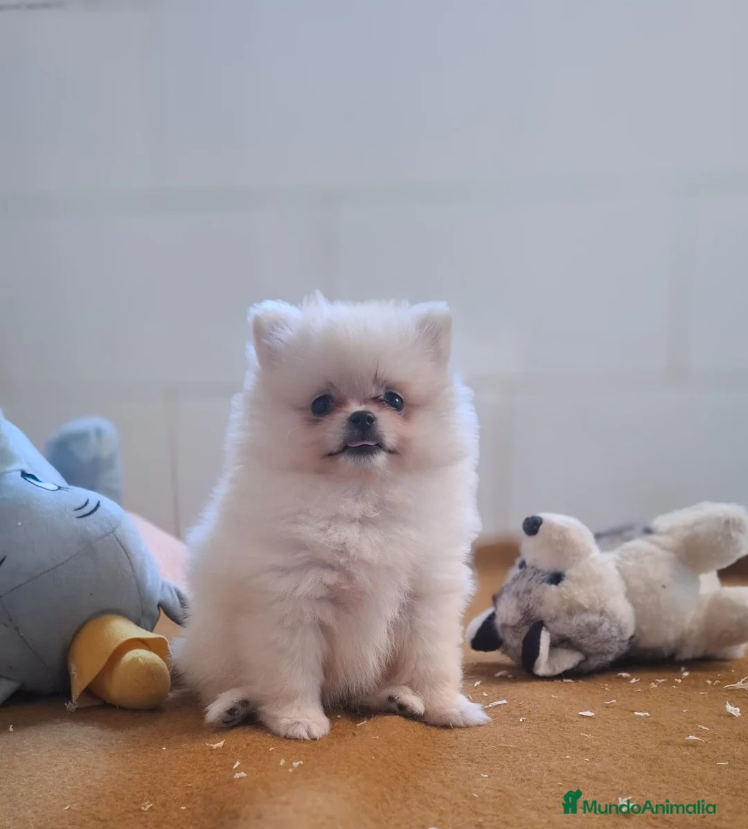 Pomerania perros en venta: POMERANIA - Anuncio 4