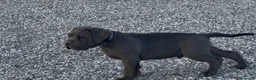 Cane Corso perros en venta: Cachorro de cane corso  - Anuncio 2