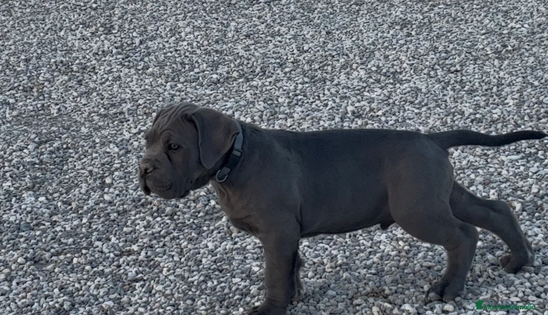 Cane Corso perros en venta: Cachorro de cane corso  - Anuncio 2