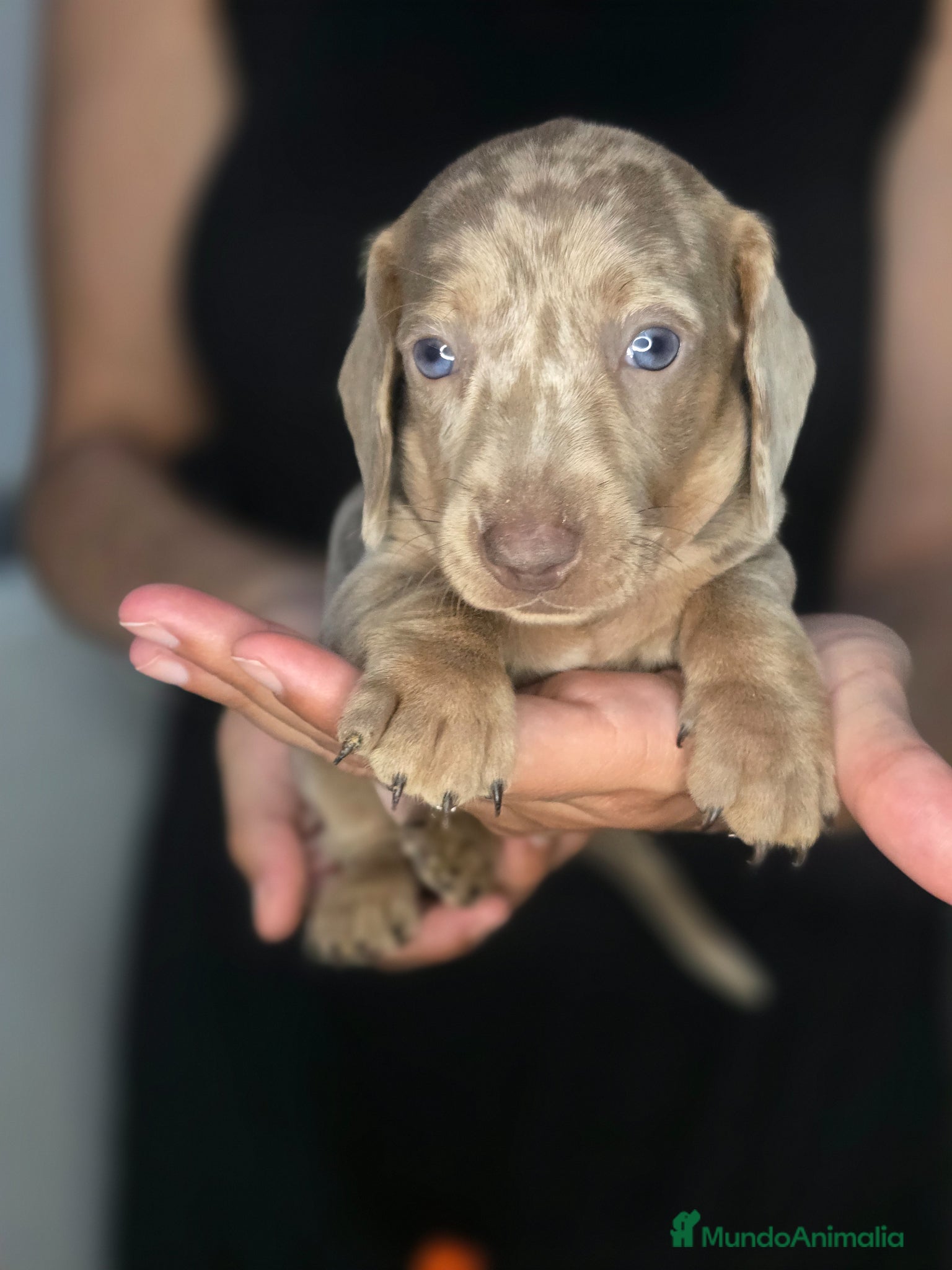 Teckel Miniatura perros en venta: Teckel arlequin isabella - Anuncio 2