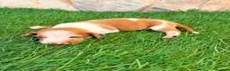 Teckel Miniatura perros en venta: Teckel miniatura bicolor  - Anuncio 12