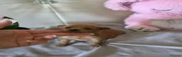 Caniche Toy perros en venta: Caniche tácita  - Anuncio 2