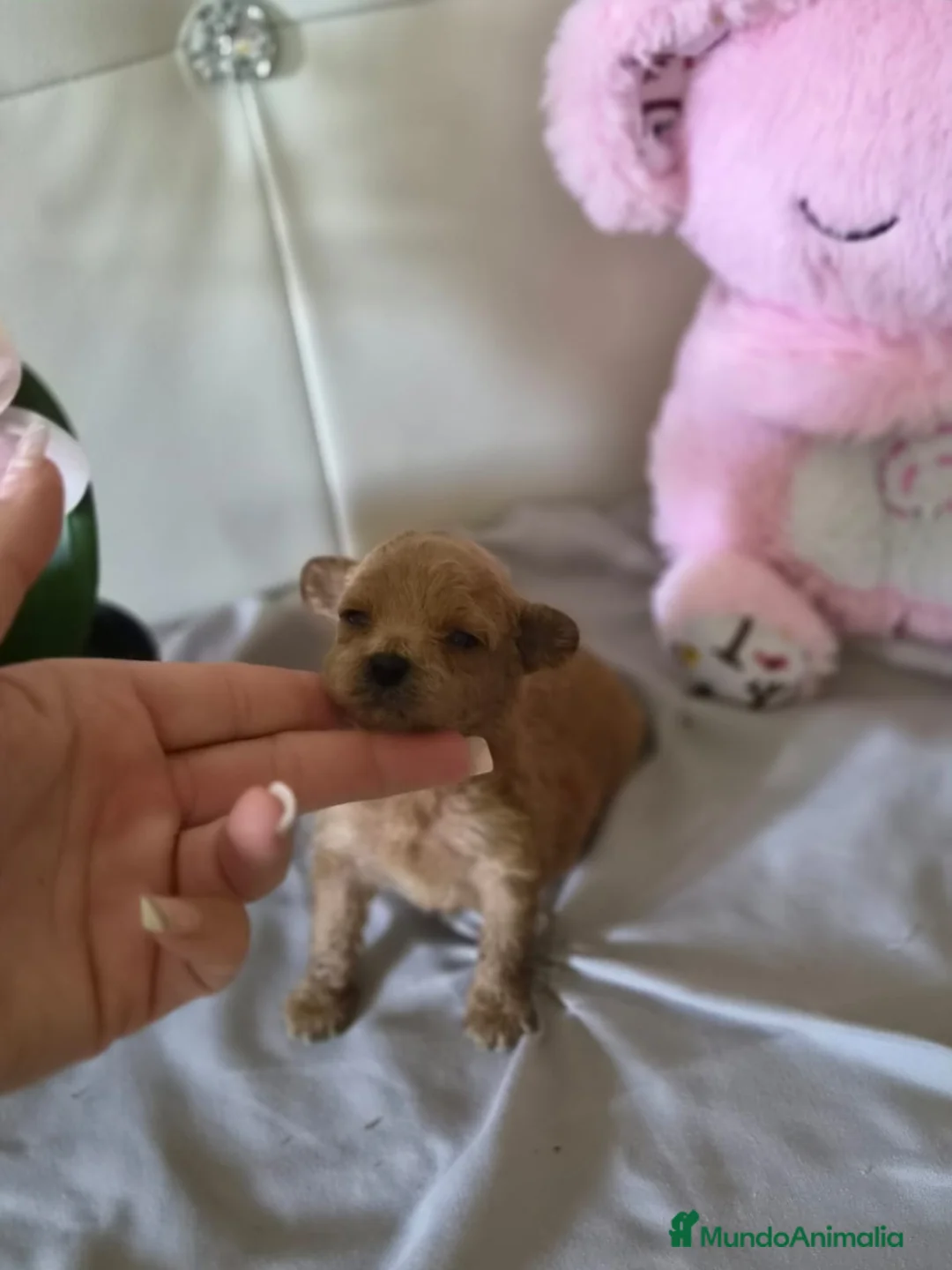 Caniche Toy perros en venta: Caniche tácita  - Anuncio 2