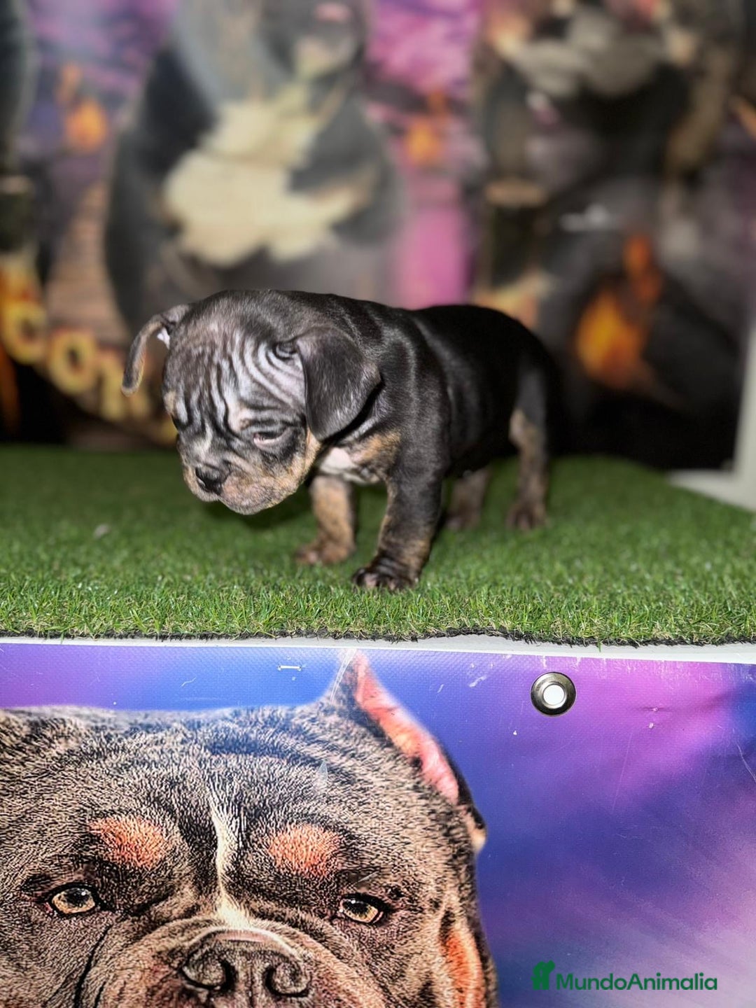 American Bully perros en venta: American Bully  - Anuncio 3