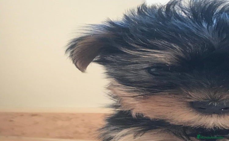 Yorkshire Terrier perros ////YORKSHIRE BARCELONA ////// - Anuncio 1