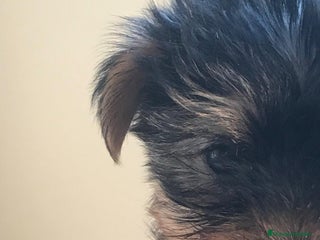 Yorkshire Terrier perros ////YORKSHIRE BARCELONA ////// - Anuncio 1