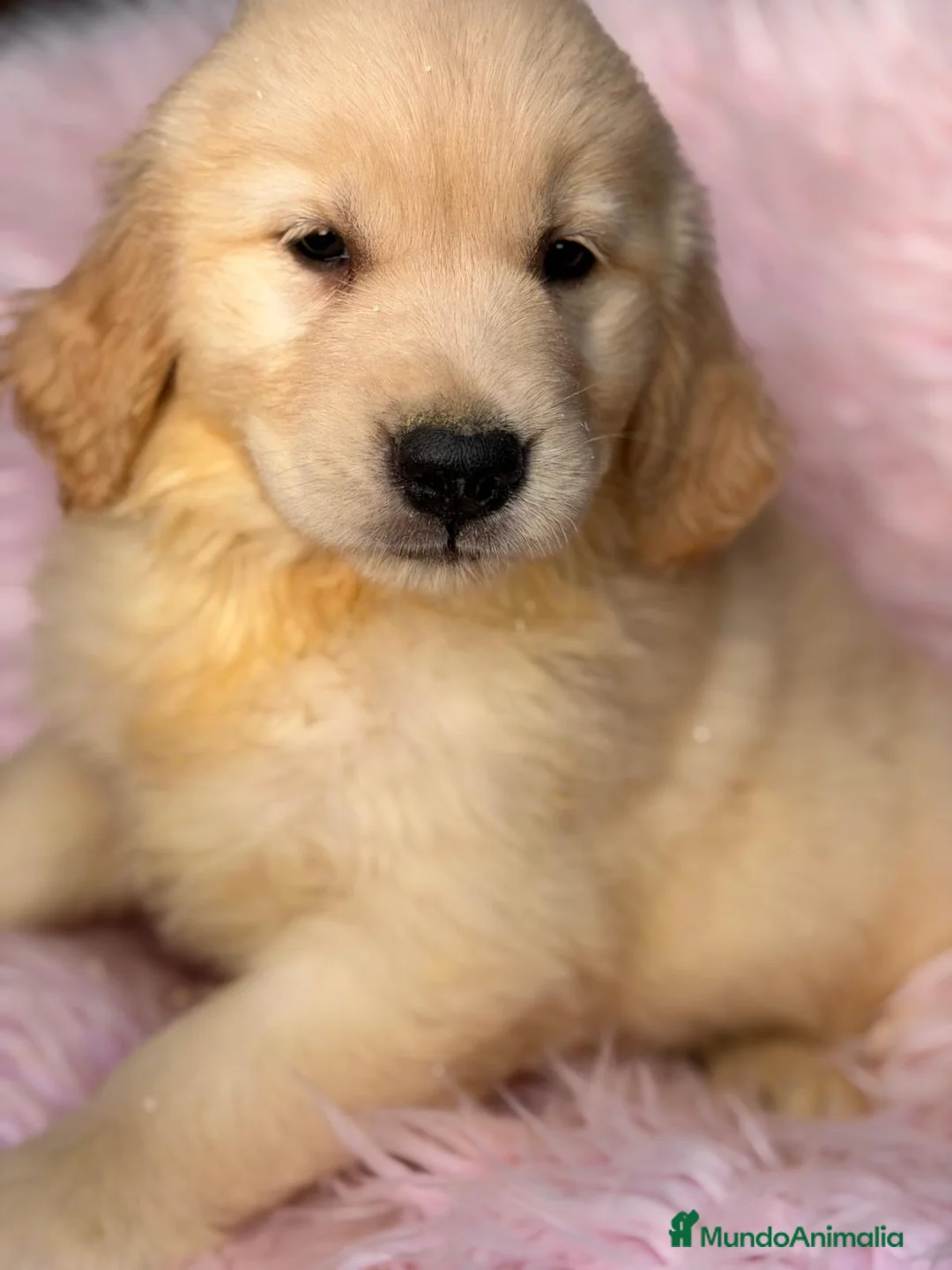 Golden Retriever perros en venta: Golden retriever - Anuncio 2